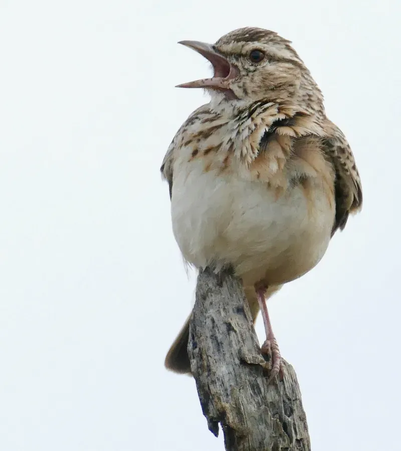 File:Day 11 Sabota Lark (Calendulauda sabota) calling ... (53225984990).jpg