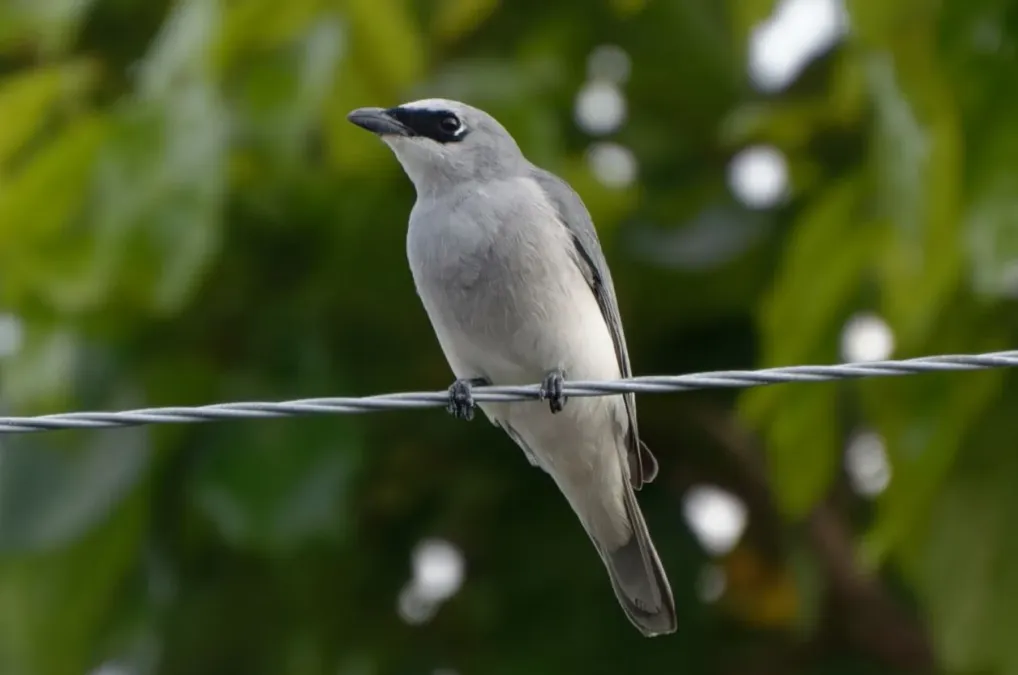 File:Coracina papuensis 304093910.jpg
