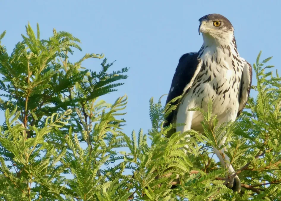 File:Day 15 African Hawk-Eagle (Aquila spilogaster) (53235171227).jpg
