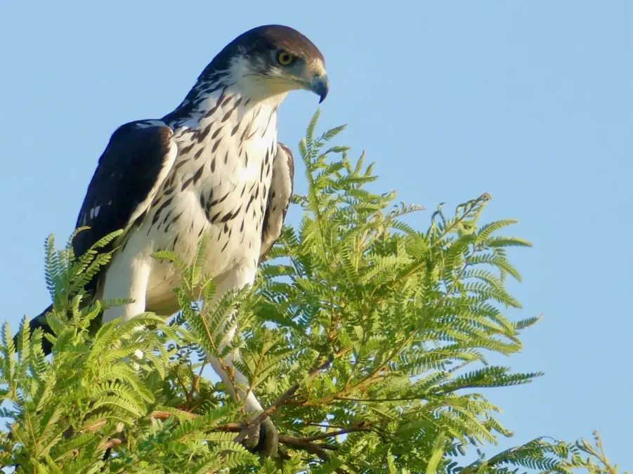 File:African Hawk-Eagle (Aquila spilogaster) (53236524405).jpg