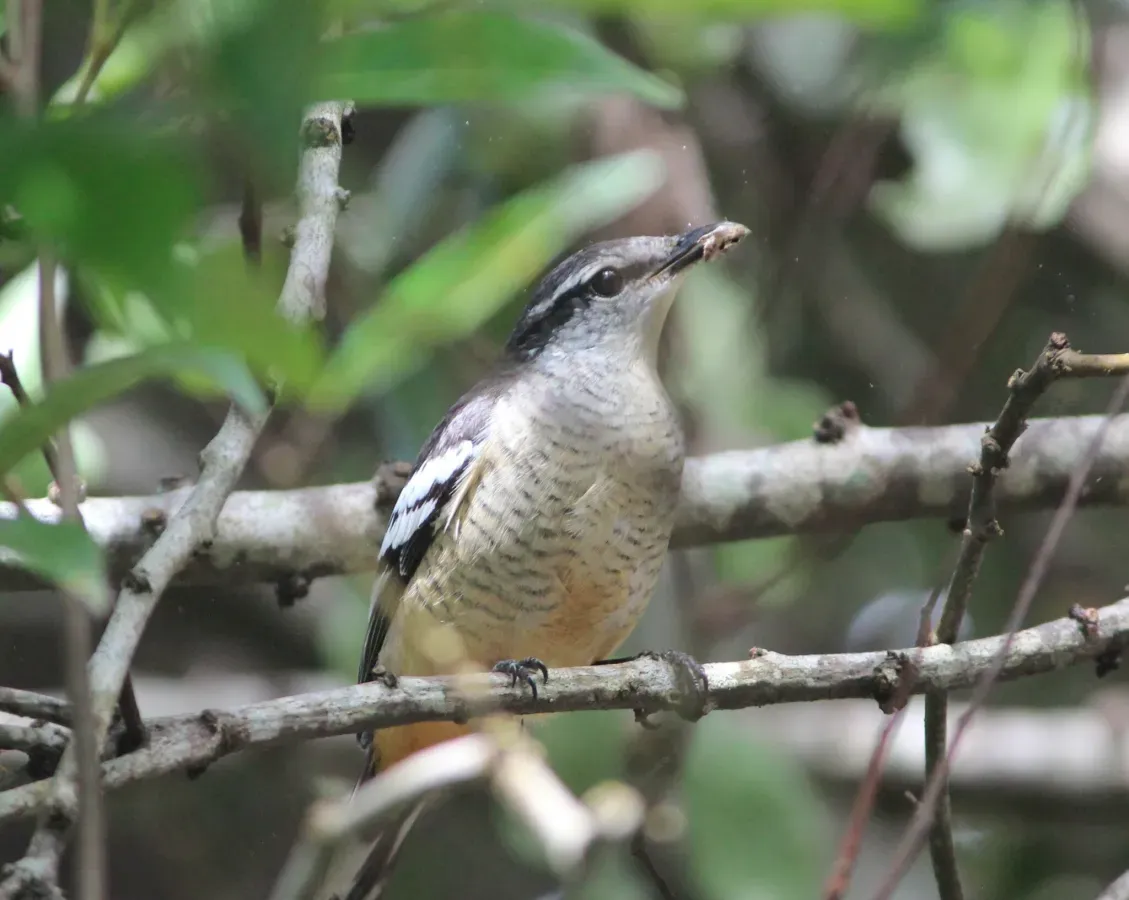 File:Lalage leucomela 304654452.jpg