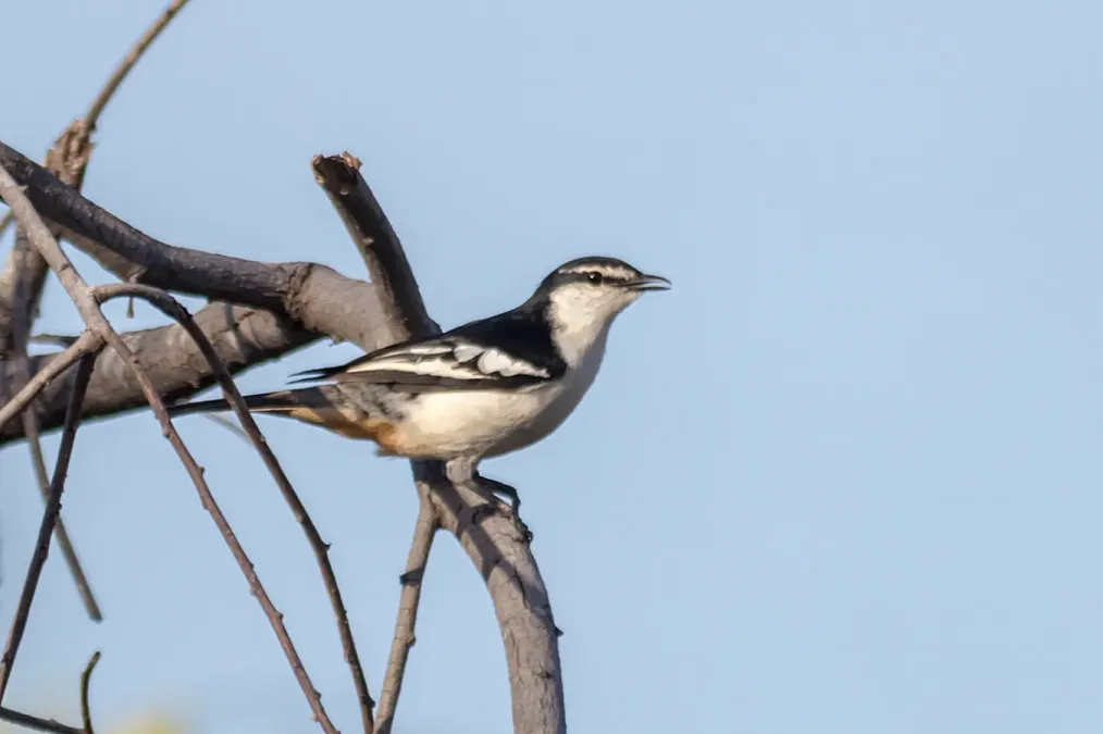 File:Lalage leucomela 52070789.jpg