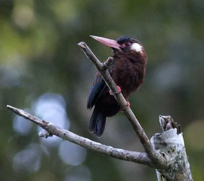File:Galbalcyrhynchus leucotis -Peru-8 (cropped).jpg