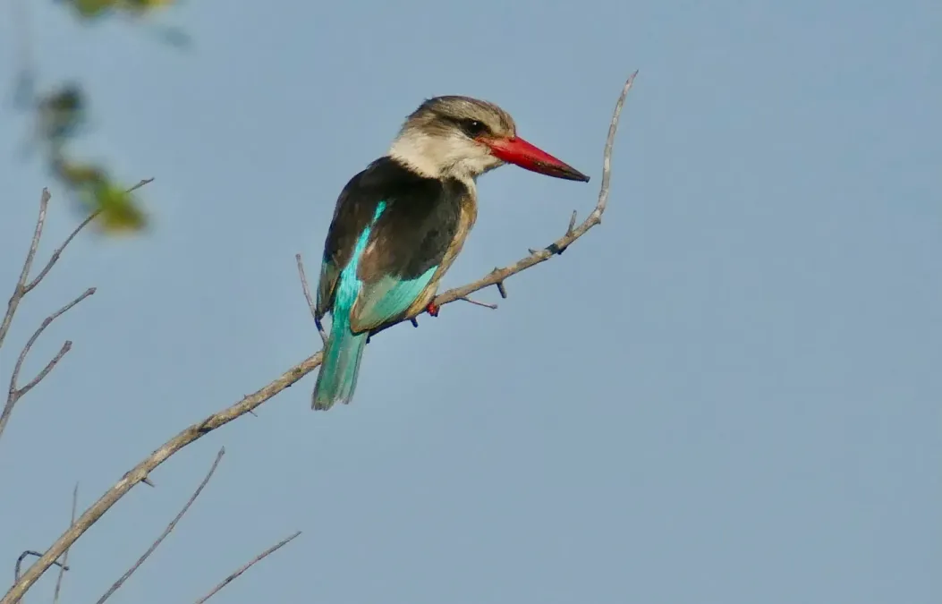 File:Day 17 Brown-hooded Kingfisher (Halcyon albiventris) (53240402690).jpg