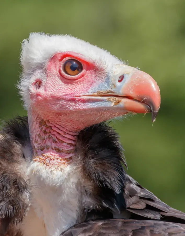 File:Trigonoceps occipitalis - Vogelpark Steinen 02.jpg