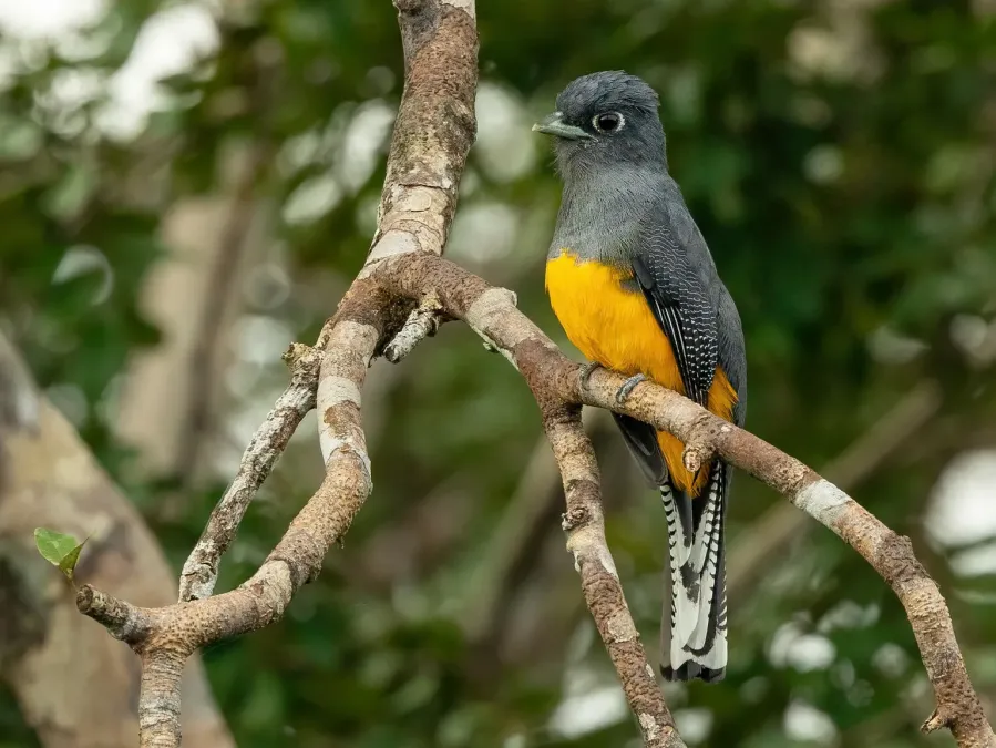 File:Trogon ramonianus 209021535 (cropped).jpg