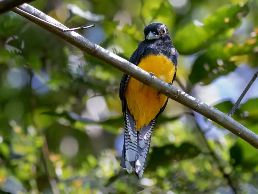File:Trogon ramonianus - Amazonian Trogon (male), Parauapebas, Pará, Brazil.jpg