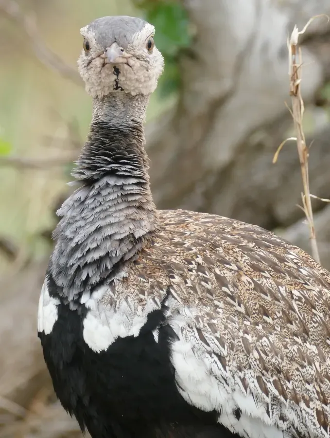 File:Day 20 Red-crested Bustard (Lophotis ruficrista) male ... (53247719241).jpg