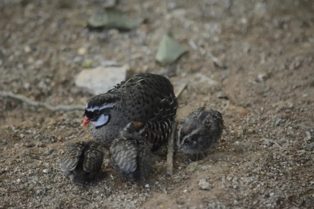 File:Perdicula erythrorhyncha 131886158.jpg