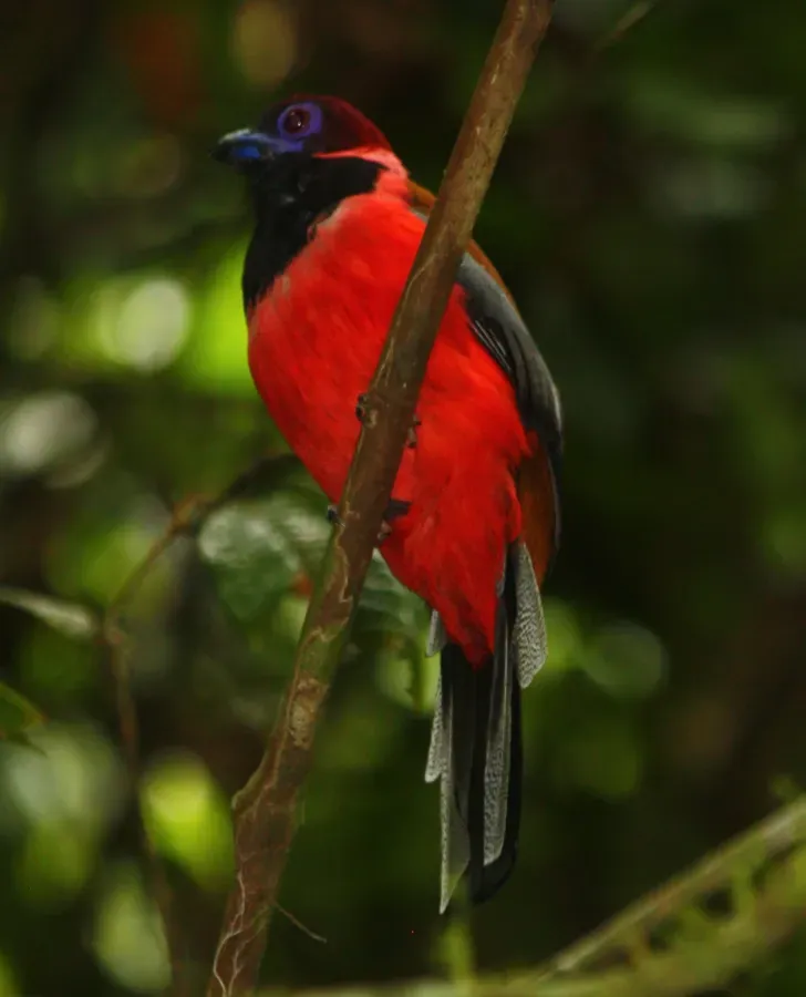 File:Harpactes diardii 501460.jpg