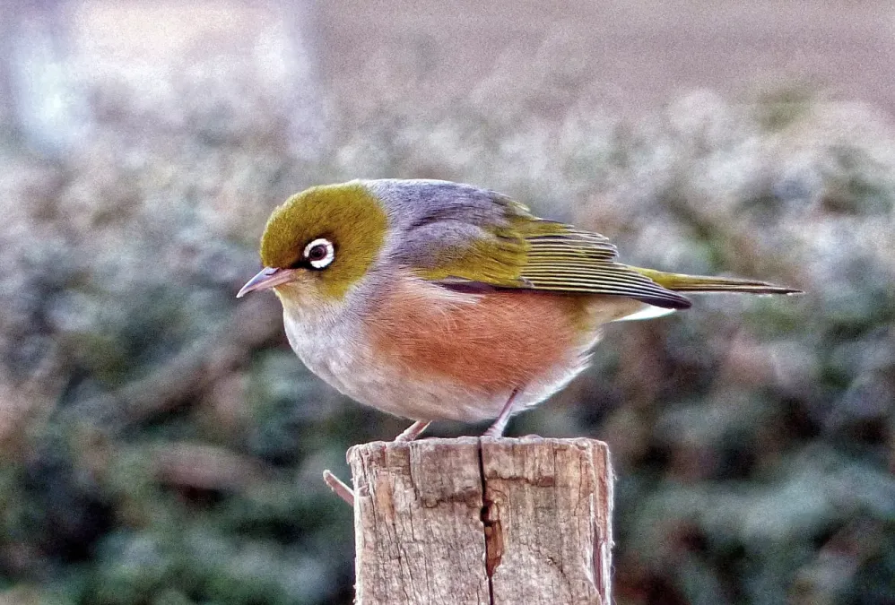 File:Wax eye. (Zosterops lateralis) (52791585641).jpg