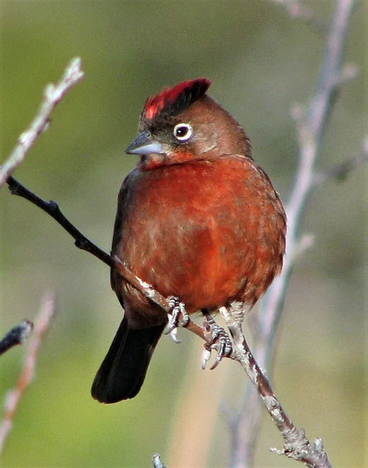 File:Coryphospingus cucullatus 225603443.jpg