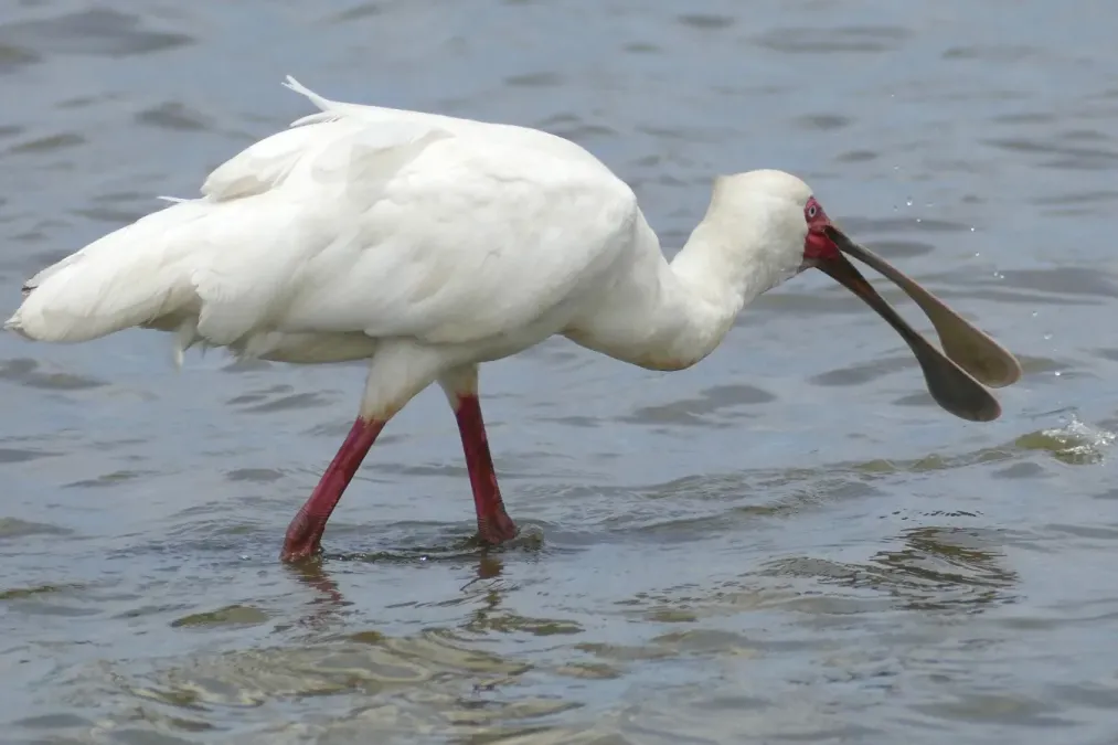 File:Day 24 African Spoonbill (Platalea alba) (53257289384).jpg