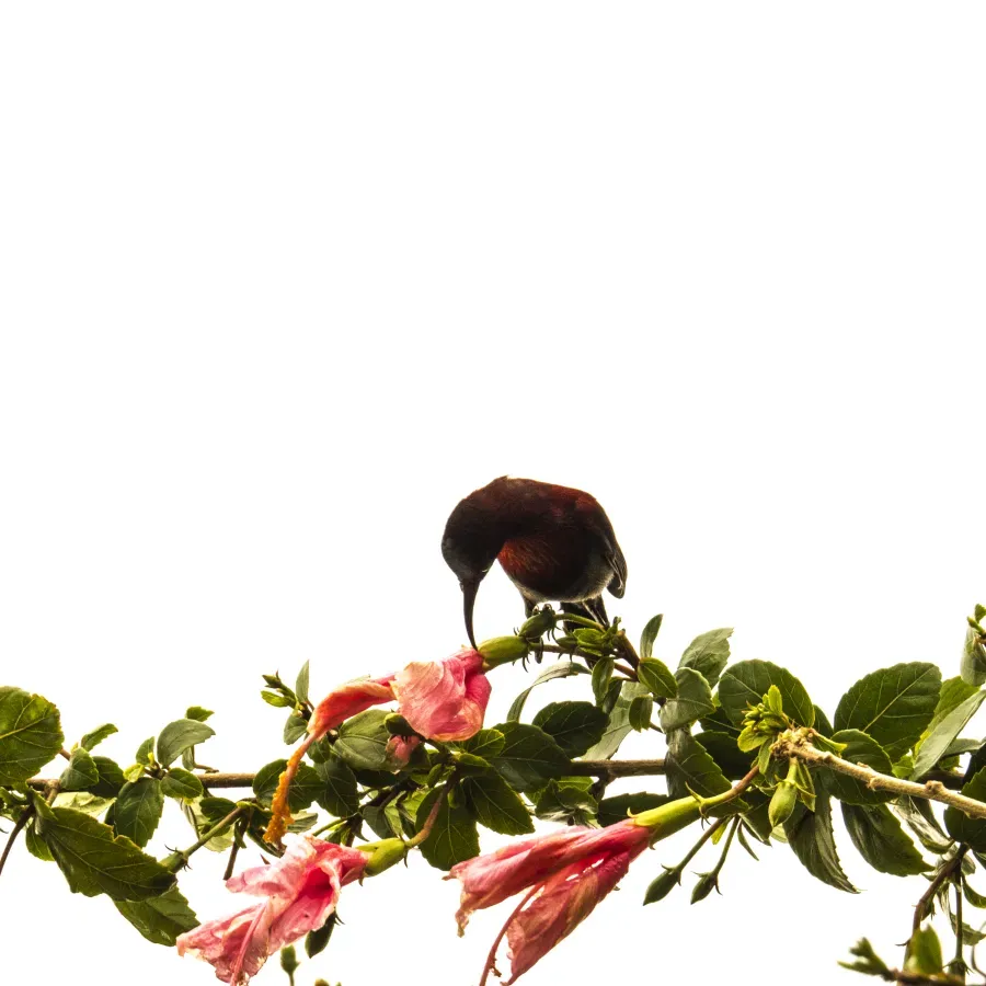 File:Vigor's Sunbird (aethopyga vigorsii).jpg