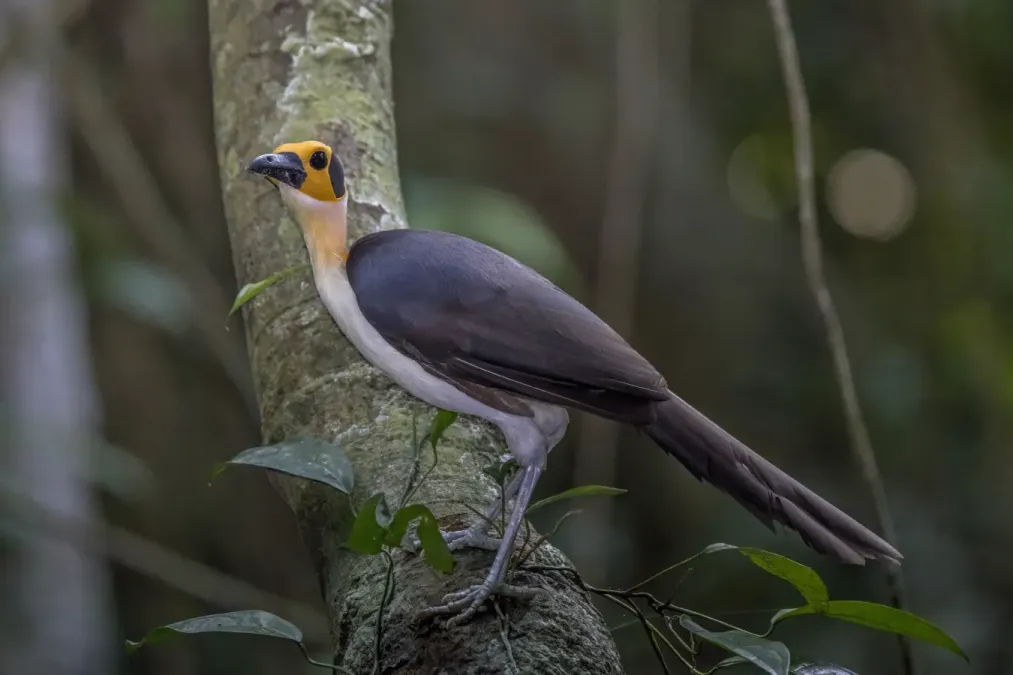 File:White-necked rockfowl (Picathartes gymnocephalus) Nyamebe Bepo 3.jpg