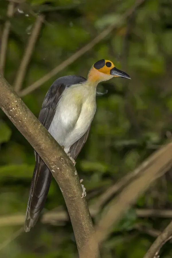 File:White-necked rockfowl (Picathartes gymnocephalus) Nyamebe Bepo.jpg