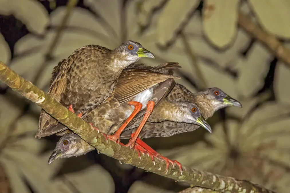 File:Nkulengu rails (Himantornis haematopus) Ankasa.jpg