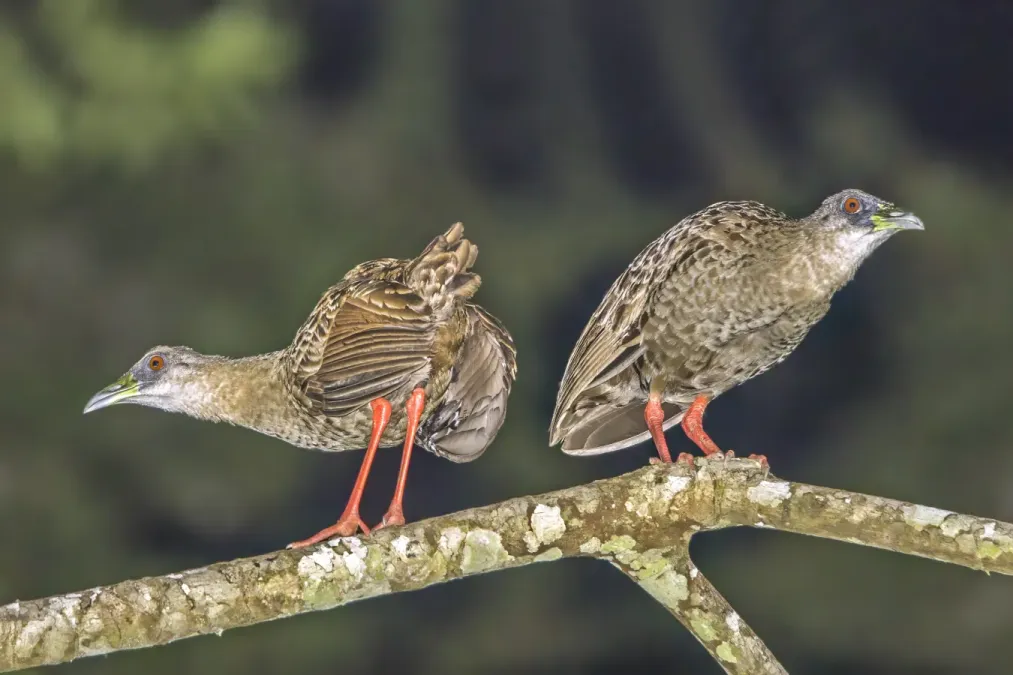 File:Nkulengu rails (Himantornis haematopus) Ankasa 3.jpg