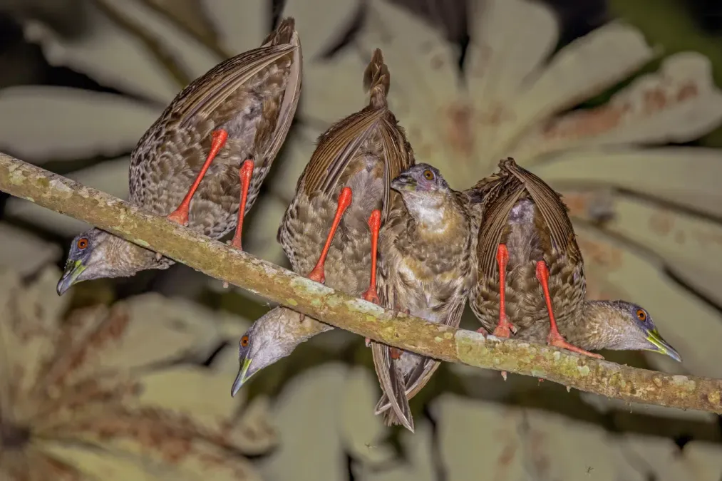 File:Nkulengu rails (Himantornis haematopus) Ankasa 2.jpg