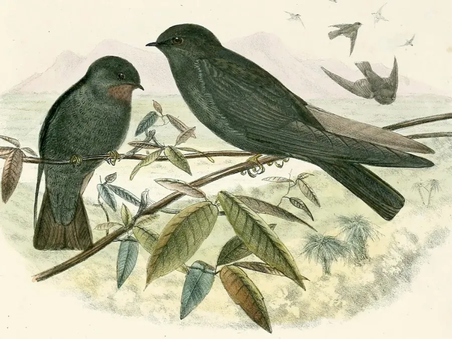 File:Psalidoprocne nitens 1894 (cropped)2.jpg