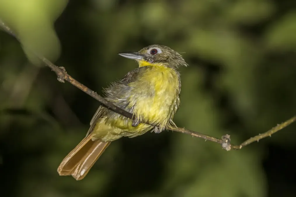 File:Red-tailed bristlebill (Bleda syndactylus syndactylus) Ankasa 2.jpg