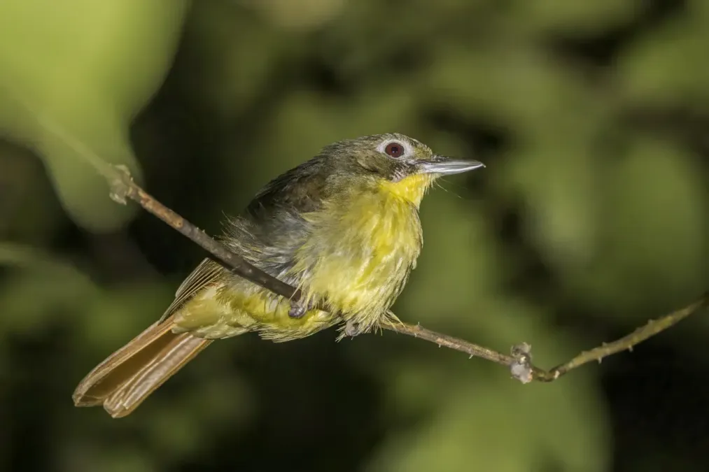 File:Red-tailed bristlebill (Bleda syndactylus syndactylus) Ankasa.jpg