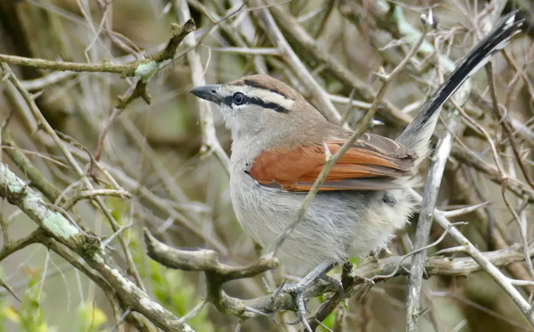 File:Day 27 Brown-crowned Tchagra (Tchagra australis) (53264445396).jpg