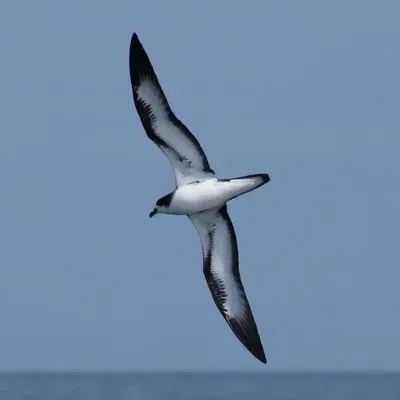 File:Pterodroma phaeopygia (cropped).jpg