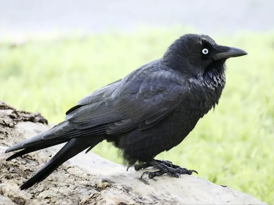 File:Corvus mellori 307653602.jpg