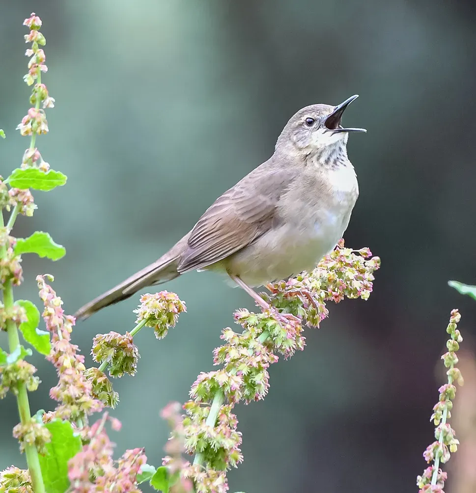 File:Long-billed Bush Warbler (Locustella major) (53252207414) (cropped).jpg