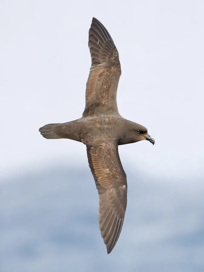 File:Pterodroma macroptera in flight 3 - SE Tasmania (cropped).jpg