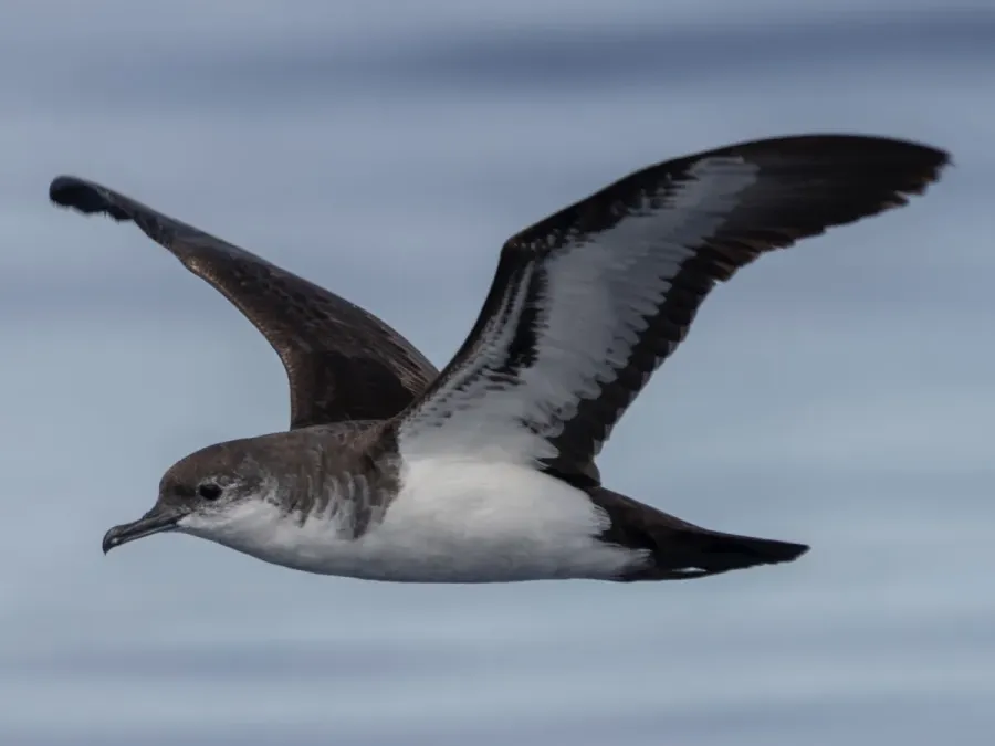 File:Bannerman's Shearwater Puffinus bannermani off Ogasawara, Tokyo, Japan (cropped).jpg