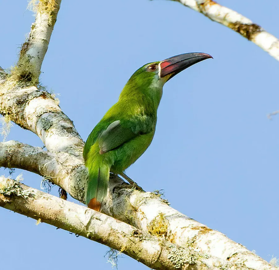 File:Aulacorhynchus derbianus 235443939 (cropped).jpg