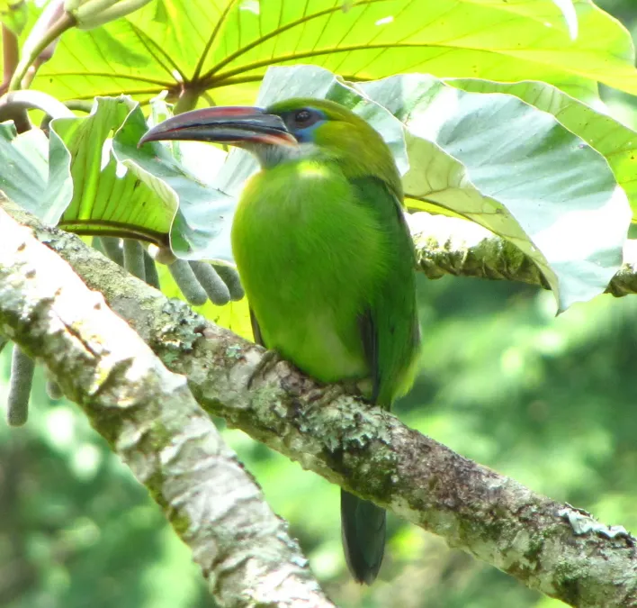File:Aulacorhynchus sulcatus -Aragua State -Venezuela-8 (cropped).jpg