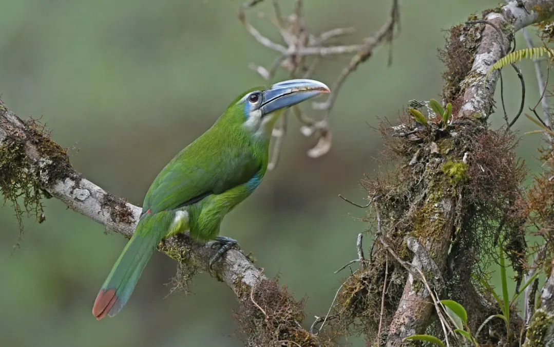File:Aulacorhynchus coeruleicinctis 326578866.jpg