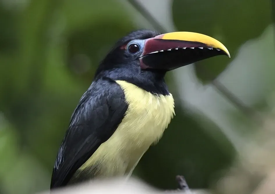 File:Pteroglossus viridis 107978046.jpg