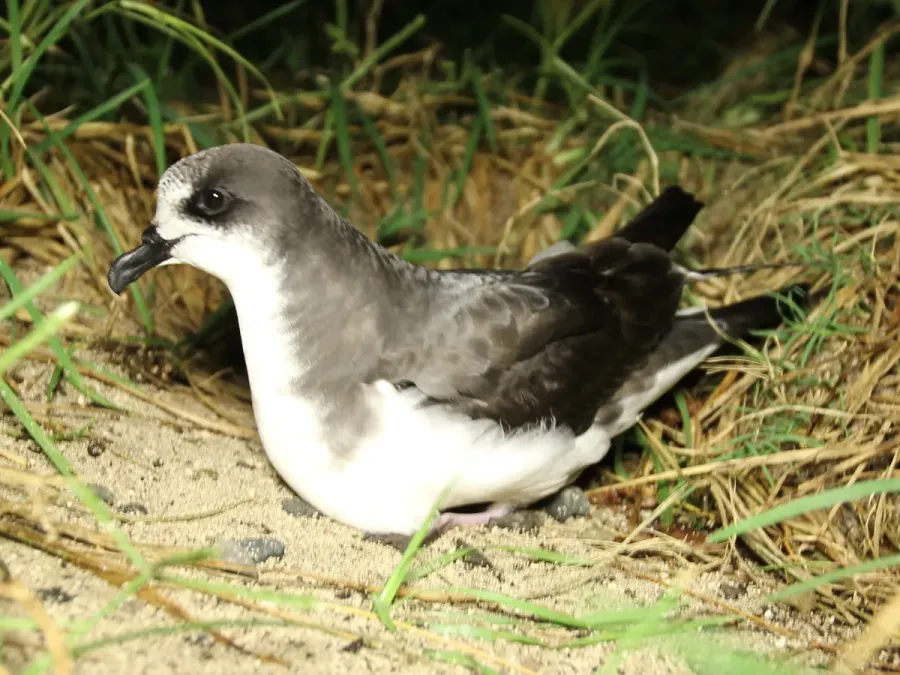 File:Bonin petrel (Pterodroma hypoleuca) (6723299213) (cropped).jpg