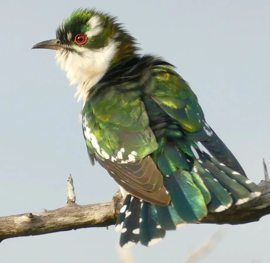 File:Day 32 Diederik Cuckoo (Chrysococcyx caprius) male ... (53275159982).jpg