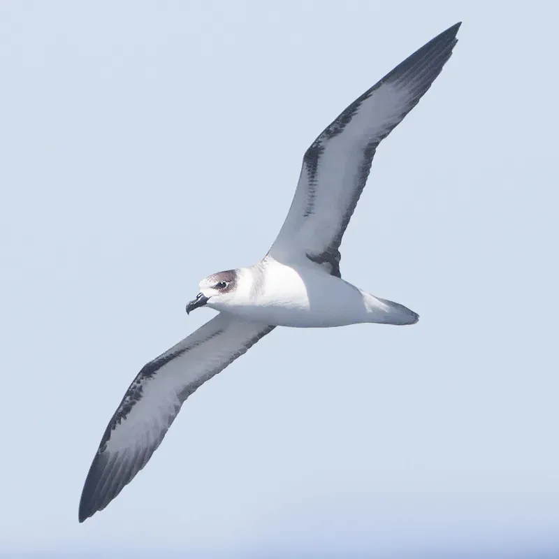 File:Pterodroma cervicalis - SE Tasmania (cropped).jpg