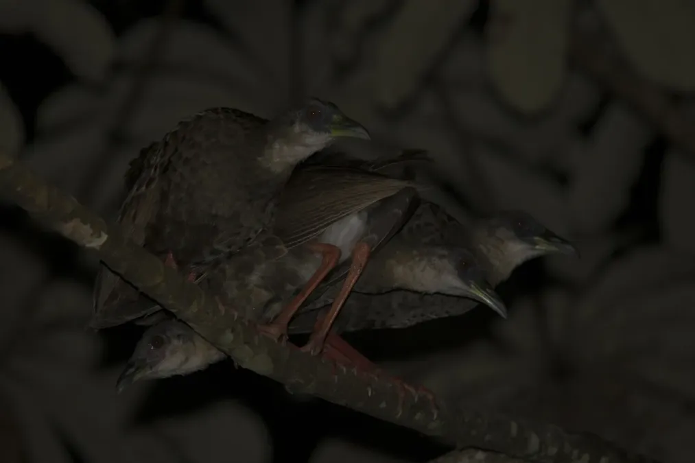 File:1H2A0115 Nkulengu rails (Himantornis haematopus) Ankasa.jpg