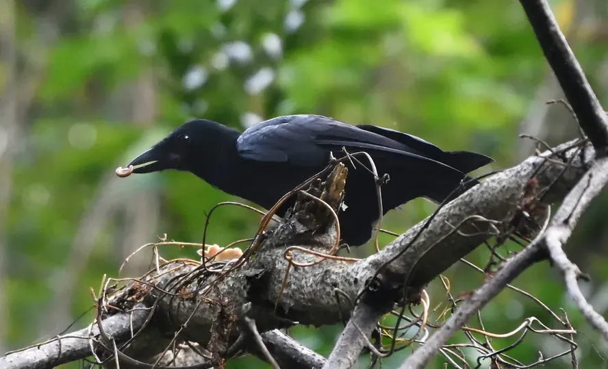 File:Corvus moneduloides 212163787 (cropped).jpg