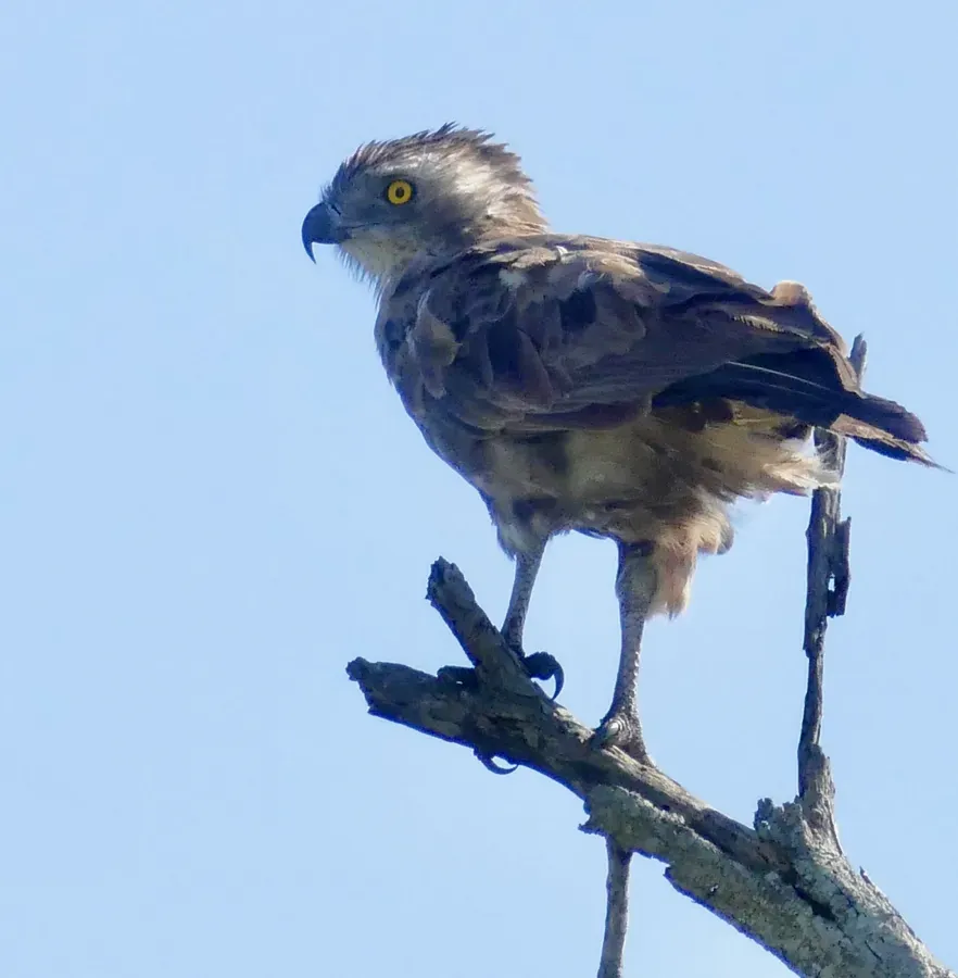 File:Day 34 Brown Snake-Eagle (Circaetus cinereus) (53281850816).jpg