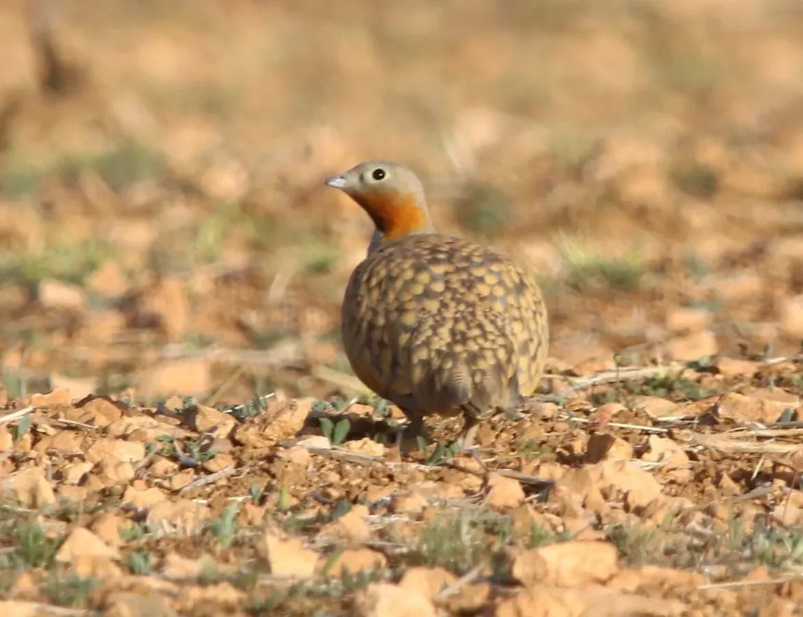 File:Male black-bellied sandgrouse (Pterocles orientalis) In Algeria.jpg