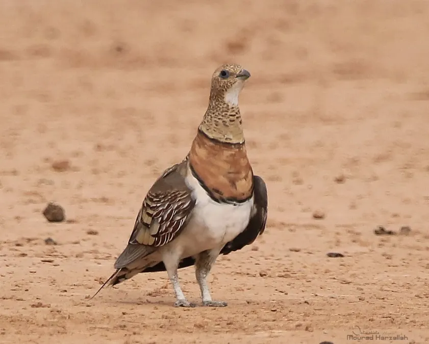 File:Pin-tailed sandgrouse (Pterocles alchata) in Algeria.jpg