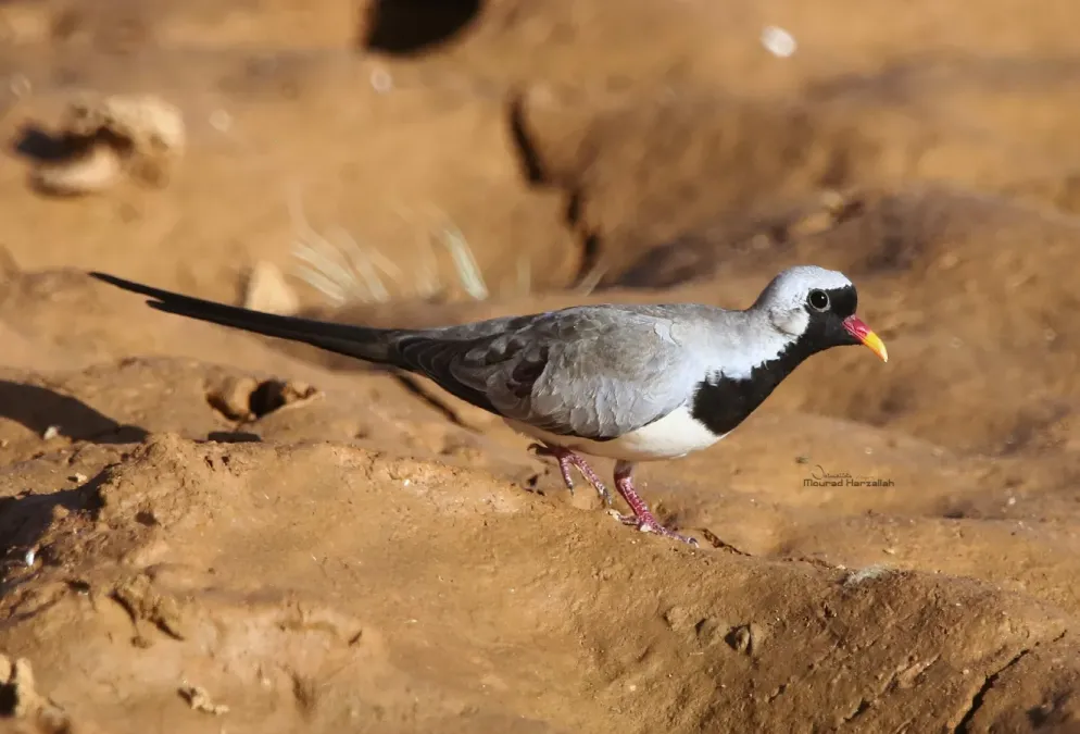 File:Male Namaqua dove (Oena capensis) in Algeria.jpg