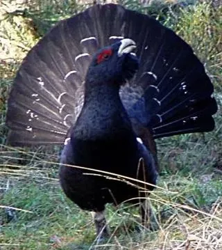 File:Tetrao urogallus tjäder.jpeg