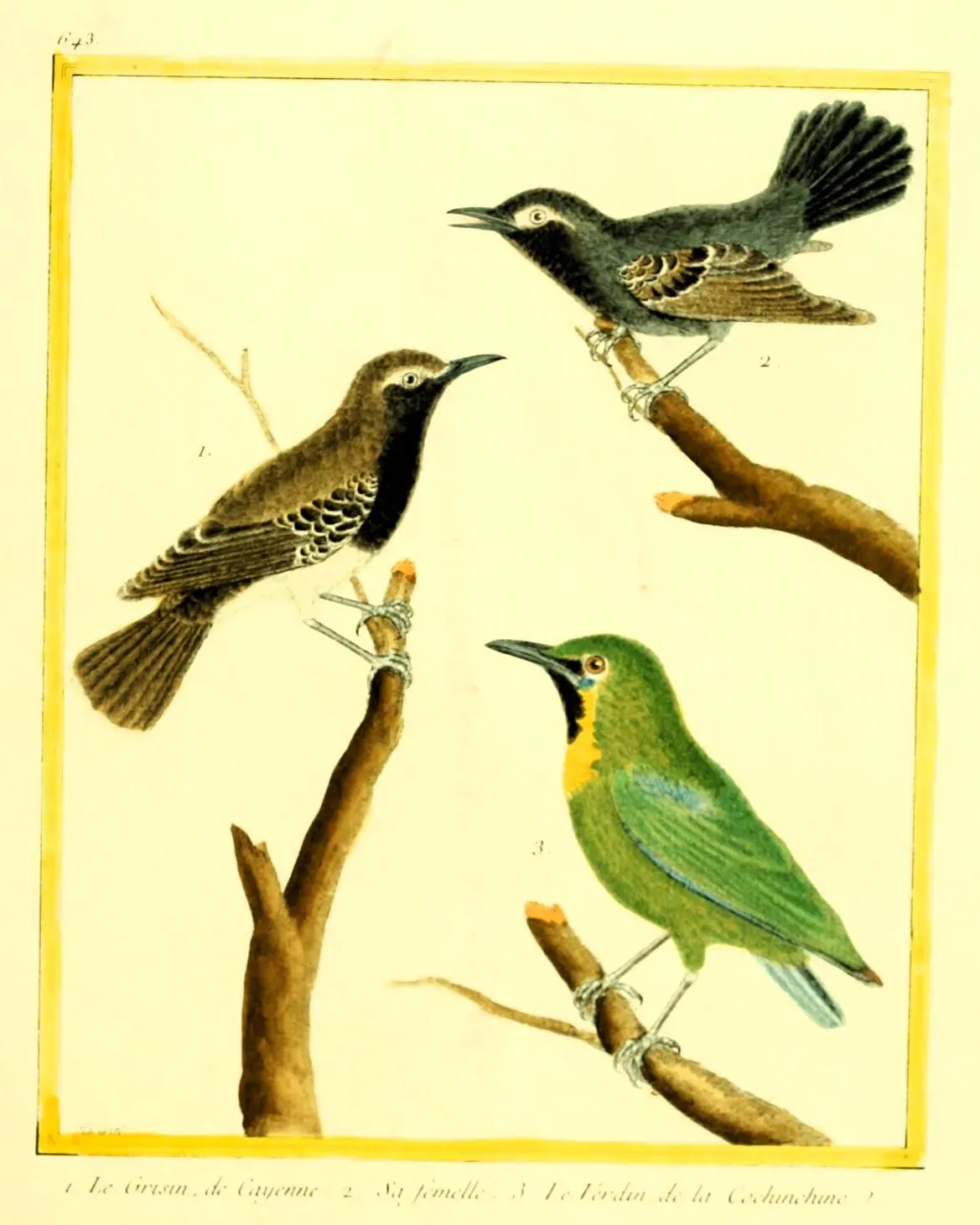 File:Formicivora grisea Chloropsis cochinchinensis.jpg
