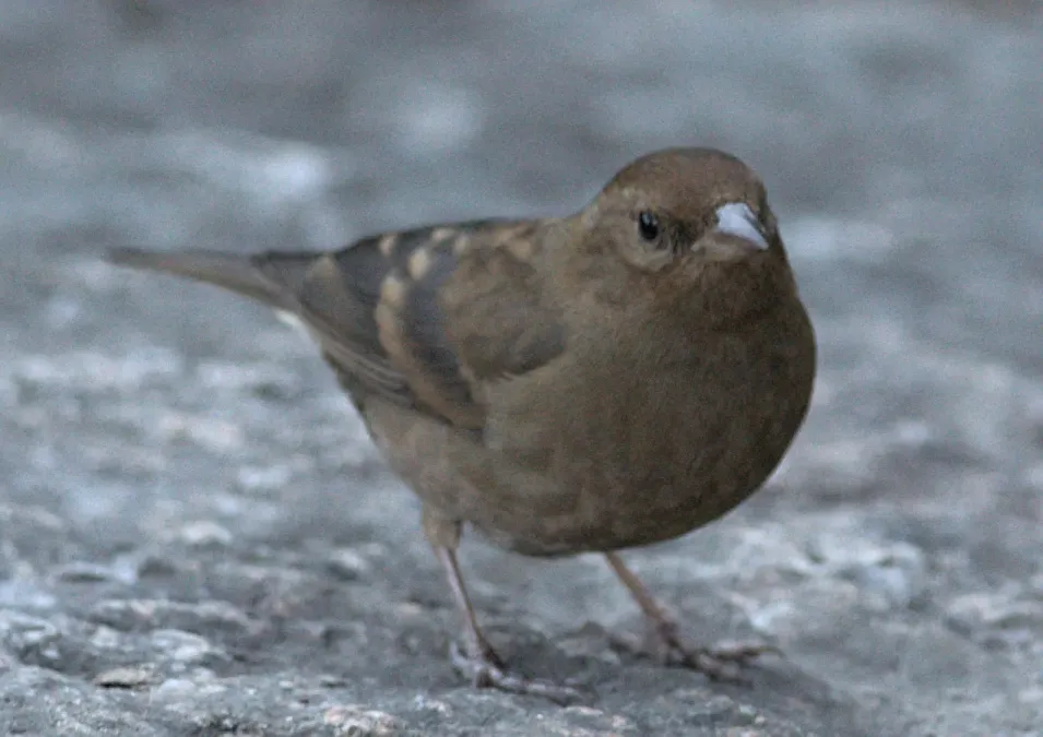File:Procarduelis nipalensis 186559109.jpg