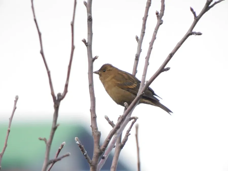 File:Procarduelis nipalensis 248556125.jpg