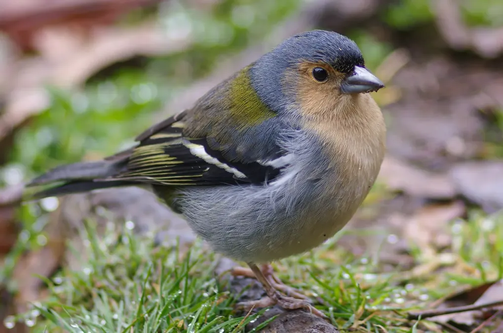 File:Madeiran chaffinch (Fringilla coelebs maderensis).jpg